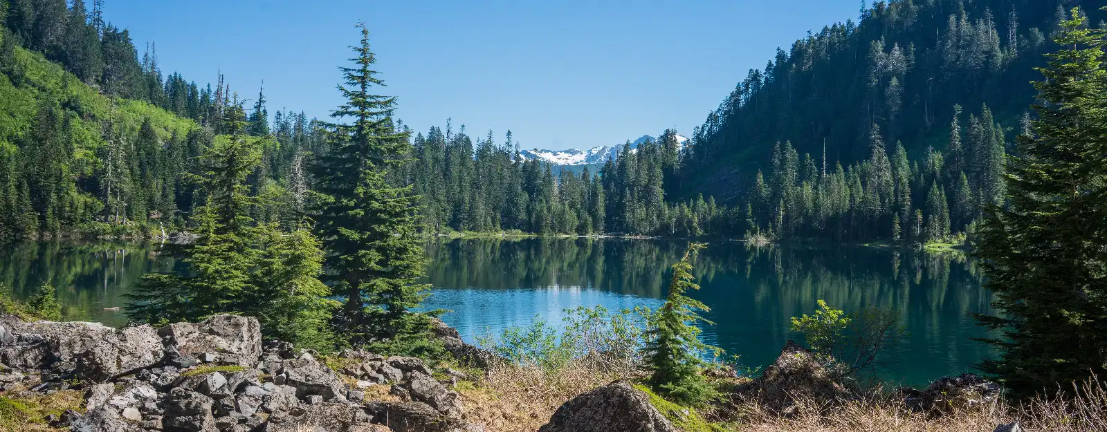 Forrest with waterfront and mountains in the background